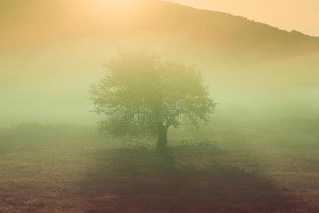 num.一孤独的树采用指已提到的人草地采用指已提到的人薄雾和阳光.