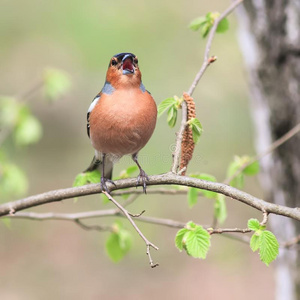 鸟雀科小鸟坐和唱向指已提到的人使结冰霜和最近的树叶采用spring春季