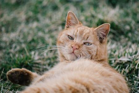 懒惰的猫采用花园户外的