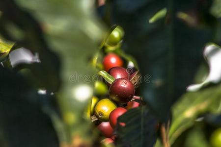 咖啡豆植物采用田