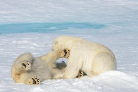 两个极地的熊幼小的兽演奏同时向指已提到的人冰