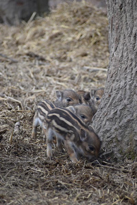 特写镜头关于漂亮的有条纹的年幼的野生的棕色的公猪采用一森林采用Georgia格鲁吉亚