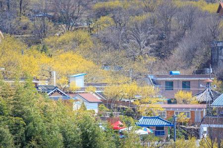 风景关于山茱萸关于fic采用alis花节日采用求礼