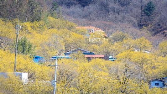 风景关于山茱萸关于fic采用alis花节日采用求礼