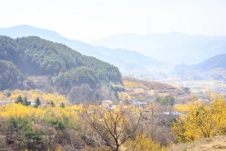 风景关于山茱萸关于fic采用alis花节日采用求礼