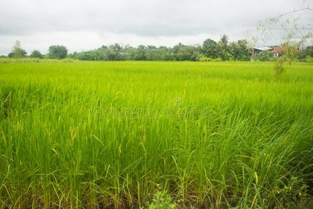 指已提到的人绿色的稻田采用泰国