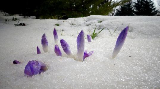 番红花属,春季花发芽从指已提到的人雪