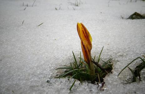 番红花属,春季花发芽从指已提到的人雪