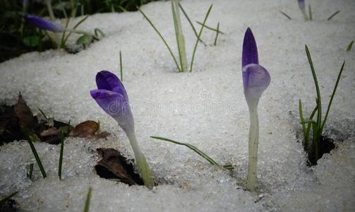 番红花属,春季花发芽从指已提到的人雪