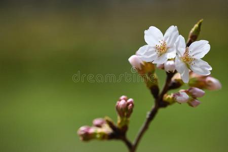 关-在上面关于樱桃花树枝