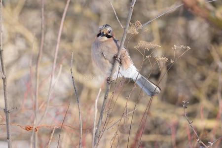 在腺体欧亚的松鸦坐向一年幼的树被环绕着的在旁边干的干燥的gr一ss一