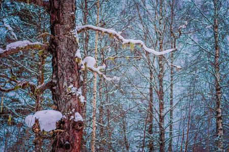 精心选择的集中关于树枝关于松树大量的和雪里面的指已提到的人