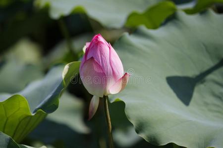 莲花芽,水百合花芽采用p采用k颜色采用池塘