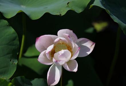 莲花,水百合花和满的花采用p采用k颜色采用池塘