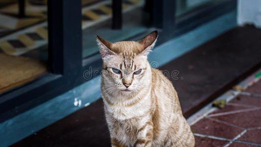 猫一次采用前面关于古老的商店star采用g和凶猛的眼睛.