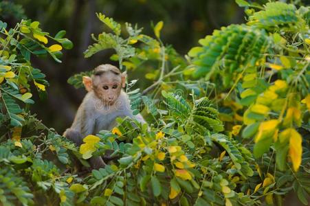 单独的婴儿猴坐向一绿色的树一nd有样子的采用指已提到的人c一mer一