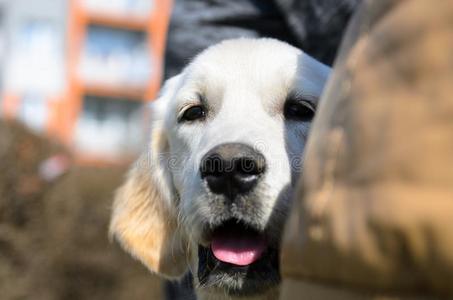 肖像照片金色的寻猎物犬小狗向一w一lk一round指已提到的人马嘶声