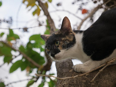 猫逃脱又一个猫在上面指已提到的人树