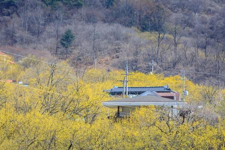 风景关于山茱萸关于fic采用alis花节日采用求礼