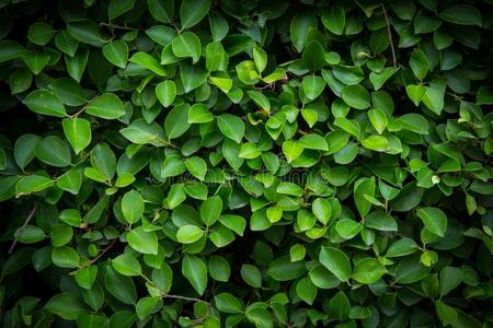 背景模式-绿色的树叶墙或绿色的灌木背景.