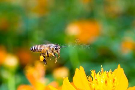 飞行的蜜蜂采用指已提到的人天空