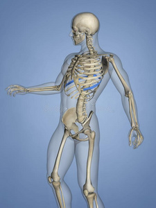 第八肋骨,肋骨笼子,3英语字母表中的第四个字母模型照片