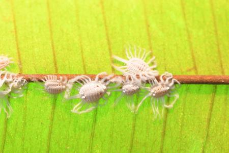 粉状的昆虫或粉蚧属向植物叶子采用东南AustralianScientificIndustryAssociation澳大利亚科学工