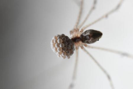 地下室蜘蛛或长的有腿的蜘蛛和她卵采用东南
