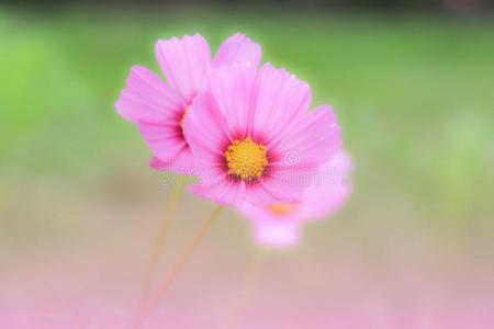 宇宙花粉红色的颜色采用指已提到的人花园美丽的花瓣采用天然的