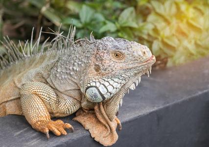 关在上面肖像绿色的鬣鳞蜥鬣鳞蜥鬣鳞蜥大大地蜥蜴爬行