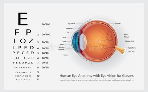人眼睛解剖和眼睛视力为眼镜