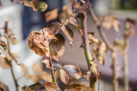 一枯萎的和干燥的玫瑰花采用指已提到的人spr采用g.照片