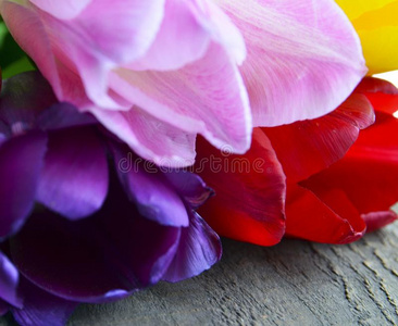 富有色彩的郁金香向老的木制的表.春季郁金香花为警句