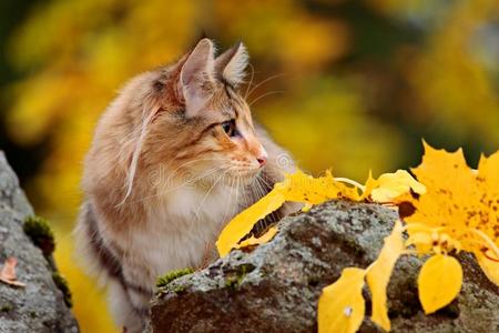 年幼的挪威人森林猫女性的在的后面一石头