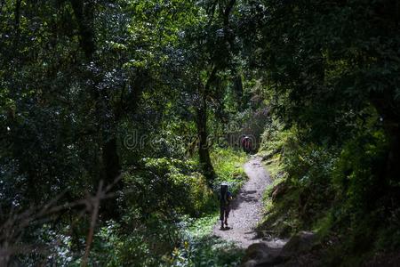背包客采用森林向玛纳斯卢峰电路长途跋涉采用喜马拉雅山脉