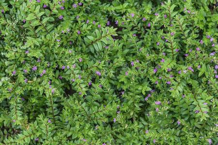 小开花的草地毯关于自然的开花植物,草和小的树叶.照片