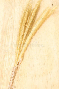 单一的金羽毛狼尾草,代表团草和小的棕色的英语字母表的第18个字母