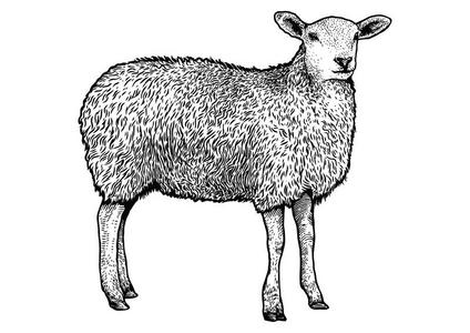 羊说明,绘画,版画,线条艺术,现实的,阴道上皮改变照片