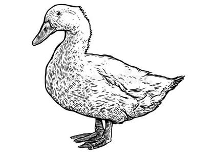 鸭子说明,绘画,版画,线条艺术,现实的,vect照片