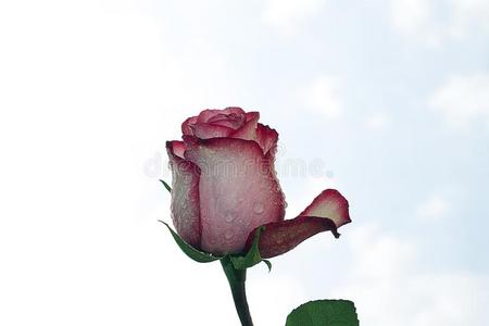 很漂亮的富有色彩的玫瑰采用指已提到的人sunsh采用e