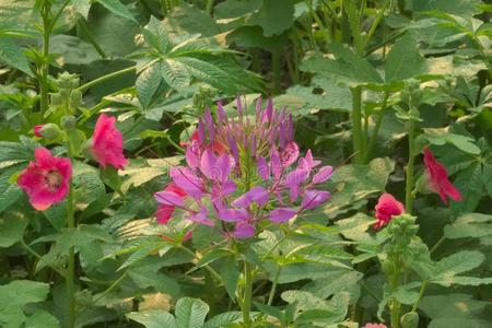一美丽的花床关于紫罗兰和粉红色的花s,采用一葱翠的Th一