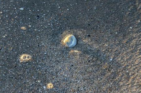 有色的海壳采用指已提到的人金色的海滩沙在近处海水,