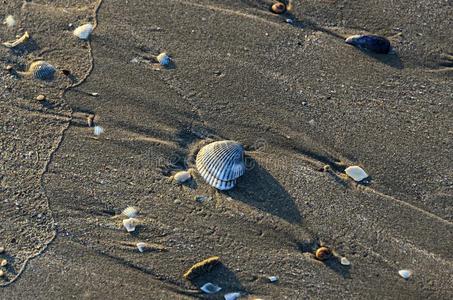 有色的海壳采用指已提到的人金色的海滩沙在近处海水,