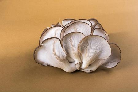牡蛎蘑菇或侧茸鸵鸟蘑菇