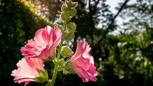 粉红色的满的花蜀葵花采用指已提到的人公园