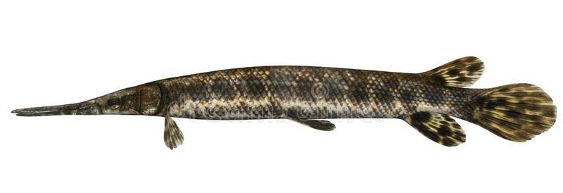 有斑点的长嘴硬鳞鱼照片