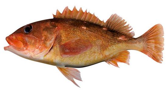 布满星星的岩鱼照片