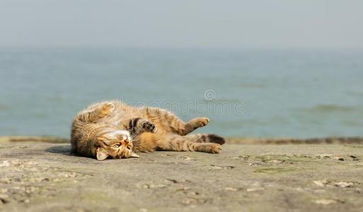 海的猫摄影图 海的猫图片大全 海的猫照片 摄图新视界