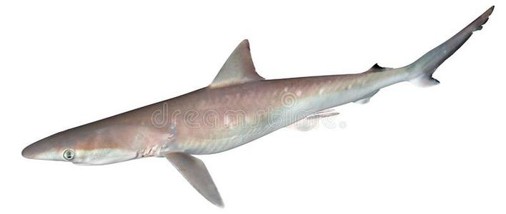 海的鼻子鱼在大西洋里的锐利的鼻子鲨鱼照片