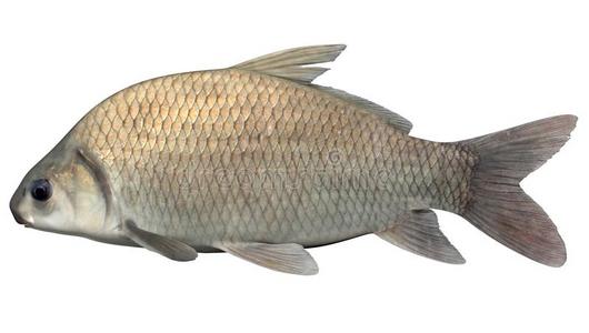 小口黑鲈水牛照片